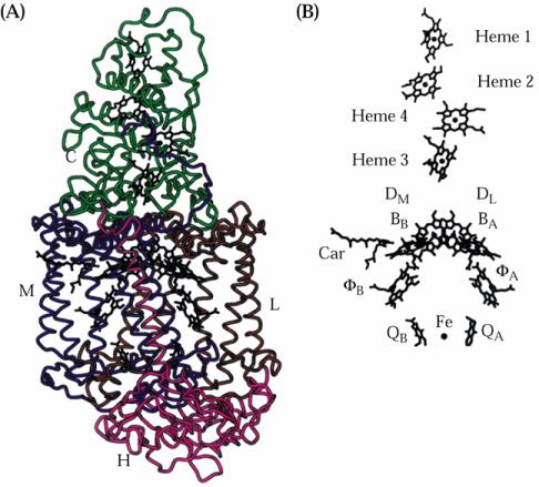 Struttura ai raggi X del centro di reazione del batterio fotosintetico Rhodopseudomonas viridis Huber 1980: premio nobel La componente proteica del complesso è formata da quattro peptidi separati.