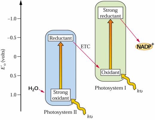 LO SCHEMA Z Il diagramma a Z mostra la cooperazione di PSI e PSII nel trasferire gli elettroni dall acqua al NADP +.