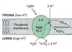 l idrochinone si dissocia dal PS-II e diffonde attraverso la membrana plasmatica dove a sua volta trasferisce