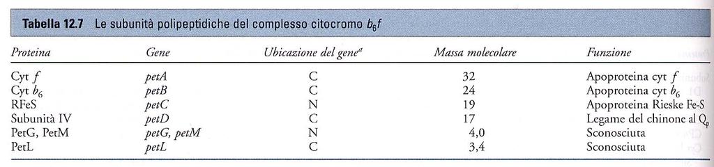 CITOCROMO b 6 f È una grande proteina costituita da molte subunità e possiede numerosi gruppi prostetici, contiene due emi di tipo b un