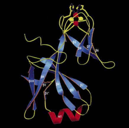 Struttura della proteina Fe-S di Rieskie La figura mostra i due ligandi di cisteina