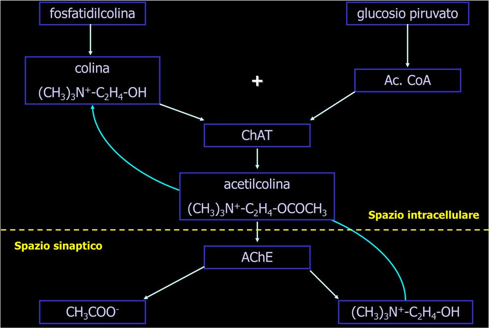 pdb2ace 2