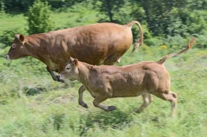 OBIETTIVI DEL CONSORZIO SALUTE E SICUREZZA Benessere animale e