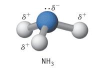 elettronegatività formano un legame covalente, la coppia