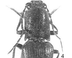 28 G. PLATIA Figg. 4-6. Habitus dorsale parziale dell adulto: 4.