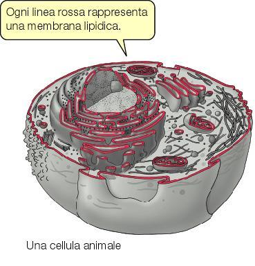 La Membrana plasmatica Sottile rivestimento, con spessore di 7-9 nm, che delimita la cellula in tutti gli organismi viventi Separa