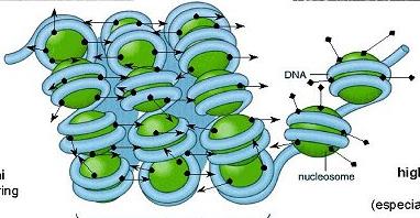 Fibre di cromatina Fibre di 30 nm Fibre di 10 nm NO TRASCRIZIONE GENICA