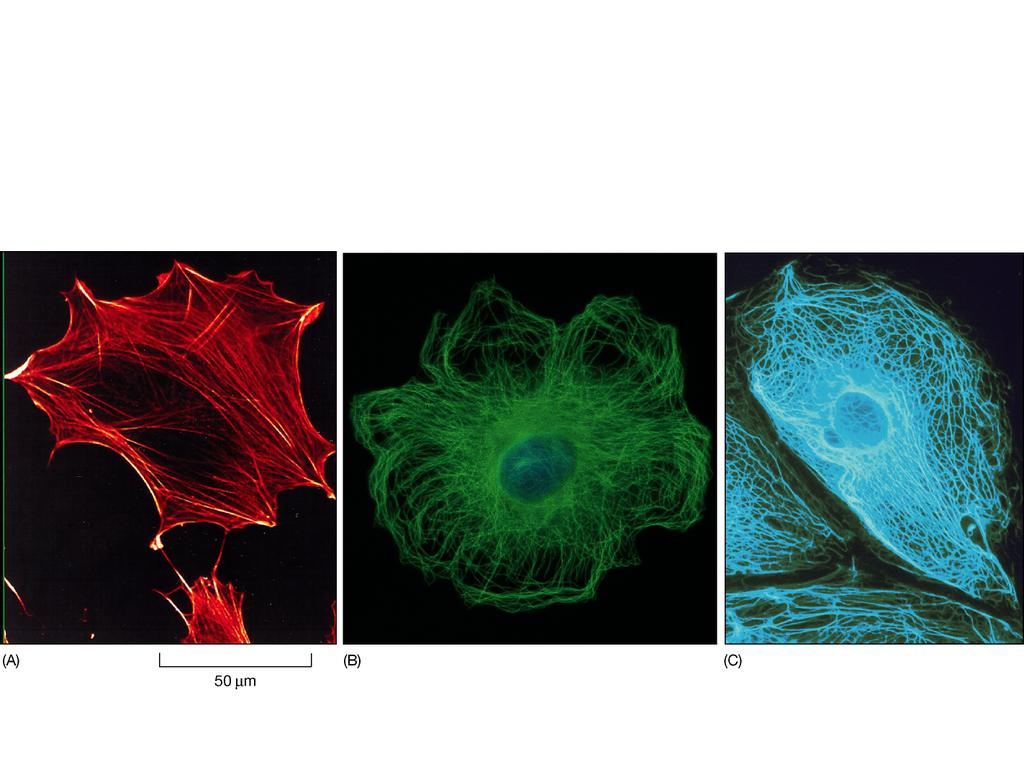 Lisosomi Lisosomi primari secondario derivati dal Golgi tardivo contatto con materiale da eliminare Il citoscheletro struttura dinamica ed