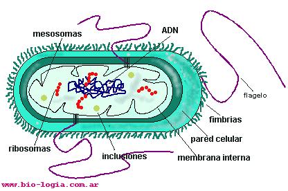 Caratteristica Procariote Eucariote Nucleo assente presente Diametro cell.