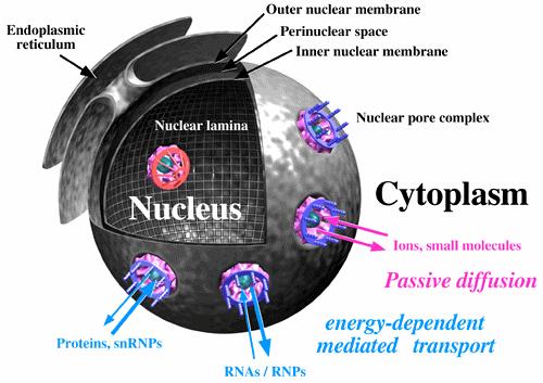 SELETTIVO Reticolo endoplasmatico Membrana nucleare ext Spazio perinucleare Membrana nucleare int.