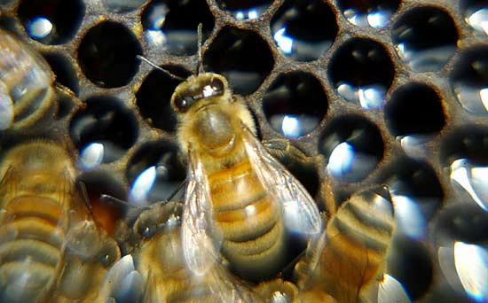 Per miele si intende la sostanza naturale che le api (Apis mellifera) producono dal nettare di piante o dalle sostanze secrete da insetti succhiatori che si trovano su parti vive di