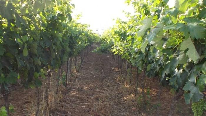 Eccellenza dei vini salentini: Niccolò Coppola di Gallipoli Vigneto Coppola di Enrico Malgi Andare alla scoperta della viticoltura salentina è un operazione archeologica sempre emozionante e