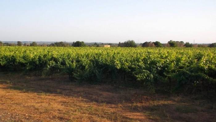 Coppola, i vini La famiglia Coppola, grazie alla intuizione dell ingegnere Niccolò, ha fondato nel 1965 il Campeggio La Vecchia Torre, prima struttura turistica all aria aperta di tutto il Salento, e