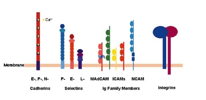 Rappresentazione schematica di quattro classi di molecole di adesione: CADERINE: proteine transmembrana che contengono nel dominio extracellulare cinque domini che sono collegati da regioni che
