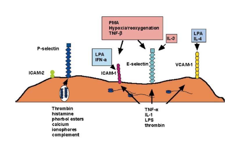 Espressione di molecule di adesione nelle cellule endoteliali in risposta a stimuli infiammatori.