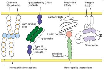 ICAM 1 e VCAM 1 aumenta in risposta a diversi stimoli infiammatori, diversamente di ICAM 2, che è