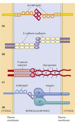 Principali famiglie di molecole di adesione cellulare (3) Esempio di interazione eterofilica: legame di tipo lectina delle selectine con catene di carboidrati in CAMs di tipo mucinico su cellule