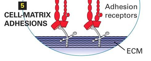 segnalazione intracellulare alla matrice extracellulare (ECM)