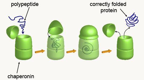 FOLDING DELLE PROTEINE: CHAPERONI MOLECOLARI Molte proteine per avvolgersi hanno bisogno della presenza di altre proteine dette chaperoni molecolari, che interagiscono con la proteina parzialmente