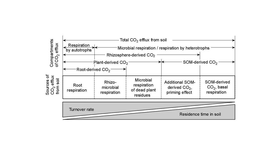 Nelle misure in situ l efflusso di CO2 indica il livello di attività biologica dell intera comunità vivente del suolo comprensiva dei