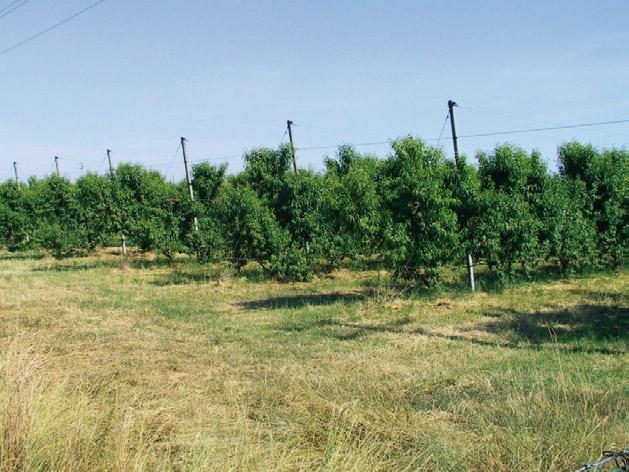 In questa classe rientrano gli impianti di essenze frutticole fuori avvicendamento che occupano il terreno per un periodo di