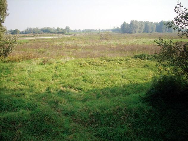 In questa classe rientrano le formazioni vegetali basse e chiuse, composte principalmente da cespugli, arbusti e piante erbacee (un esempio è la formazione di brughiera,