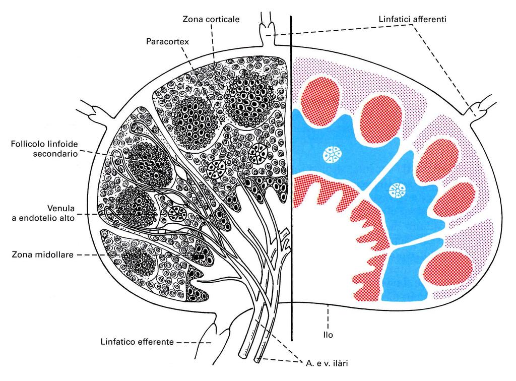 STROMA RETICOLARE fibroblasti reticolari parenchima o tessuto linfoide zona corticale - follicoli f. primari (linfociti maturi) f.