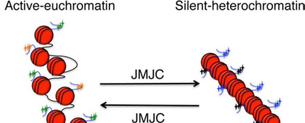 Protein demethylases