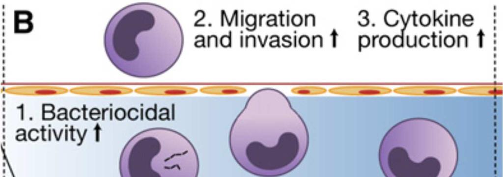 Macrophage and Vascular Responses to HIF HIF activity is involved in