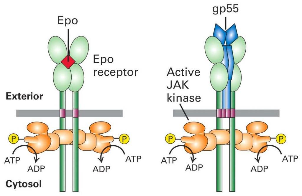 Trasduzione del segnale Epo-EpoR Friend spleen focus-forming virus (SFFV) Retrovirus murino che causa