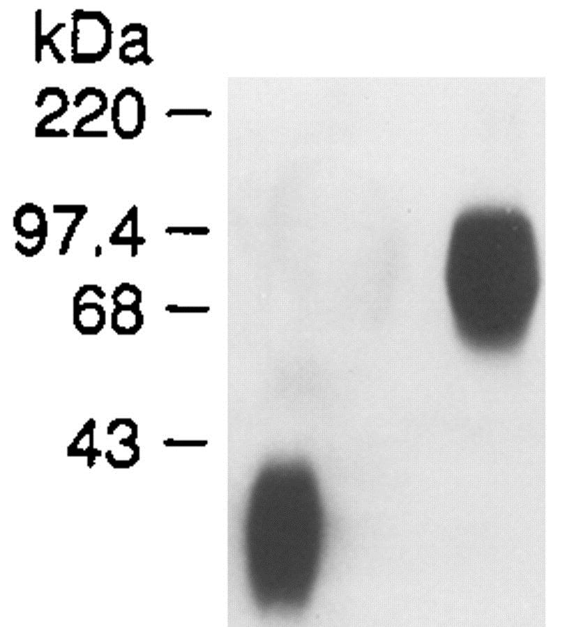 Western blot of purified recombinant Epo (lane 1) and the