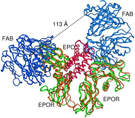 Comparison of the Fab-EPOR complex with the EPO-activated EPOR A model of activation based on a