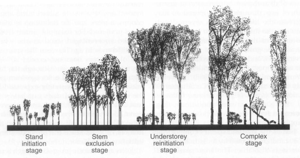 Fasi evolutive di un popolamento forestale (da Oliver e Larson, 1996) Fase