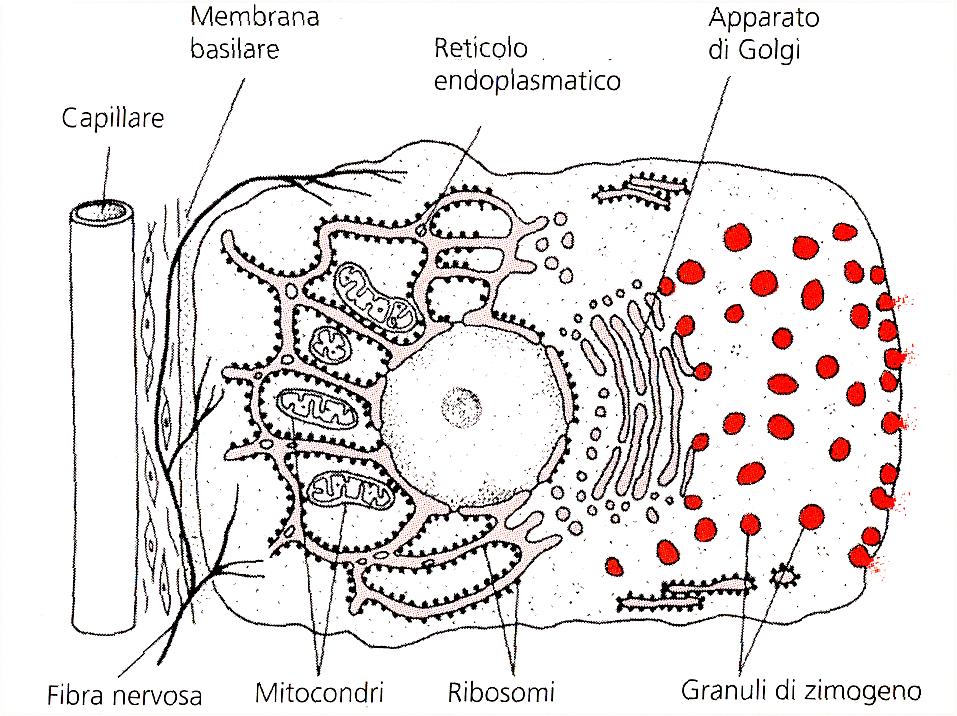 Enzimi pancreatici cellula acinosa Enzimi prodotti e immagazzinati in granuli secretori di zimogeno nella regione apicale delle