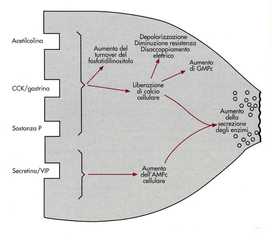 Controllo neuro-endocrino della secrezione Tre fasi di controllo 1) Cefalica 2) Gastrica 3) Enterica Massima stimolazione della secrezione quando più molecole regolatorie sono presenti