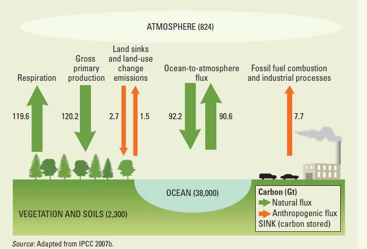 The carbon cycle World Bank (2010) World