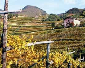 Campagna Aiuti alla ristrutturazione e riconversione vigneti (Euro) Superficie a vigneto interessata (ettari) Domande accolte e finanziate (n ) 2001-02 1.194.832 243 547 2002-03 1.513.