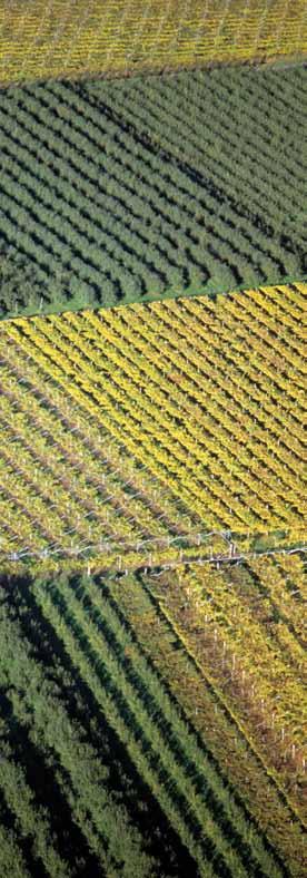 1.2.3 Forme di conduzione dei vigneti Sempre secondo i dati delle DSV 2005 relativi alla provincia di Trento, il tipo di conduzione preponderante in viticoltura è rappresentato dalla coltivazione