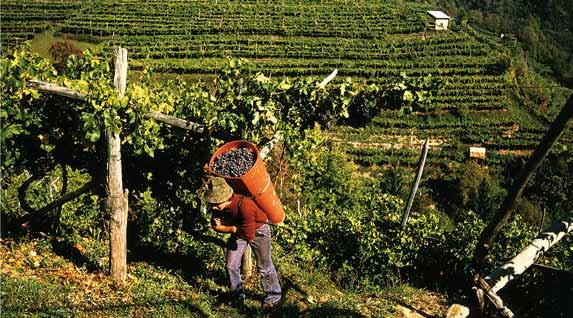 2.1 Le aziende vinicole Le aziende vinicole in attività in provincia di Trento ammontano a circa 185 unità così rappresentate: Distribuzione della produzione vinicola trentina Cantine sociali e altre