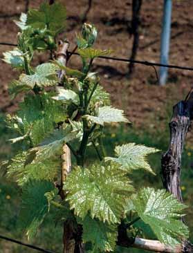 Denominazione di origine 2008 2009 DOC TRENTO 82.746,62 58.521,01 Valdadige bianco 7.671,92 2.282,52 Valdadige rosso e rosato 4.594,30 3.355,97 Valdadige Schiava 15.238,12 13.