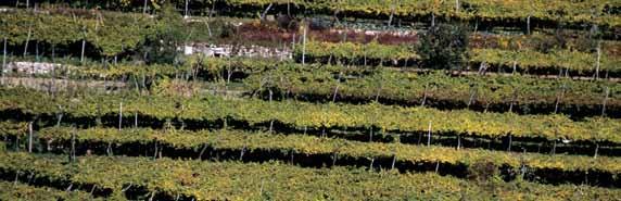 3.2.5 Costi di produzione delle uve Costo medio di produzione delle uve in situazioni di fondovalle, collinare (Val di Cembra) per l annata 2006 (valori espressi in euro).