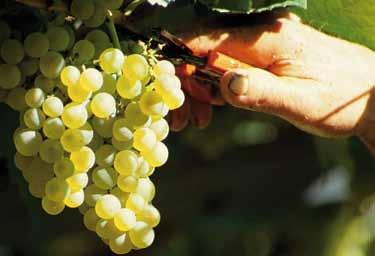 3.3 I prezzi dei vini Per quanto riguarda la formazione dei prezzi, per i vini valgono sostanzialmente le considerazioni in parte già esposte per le uve, nelle quali si sono sottolineate le variabili