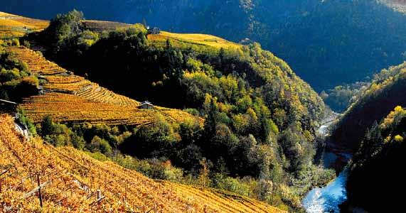 3.5.2 Esportazione di vini dal trentino Il Trentino ha per sua tradizione una spiccata propensione al commercio vinicolo con l estero, attività che si è inizialmente affermata nei Paesi di lingua