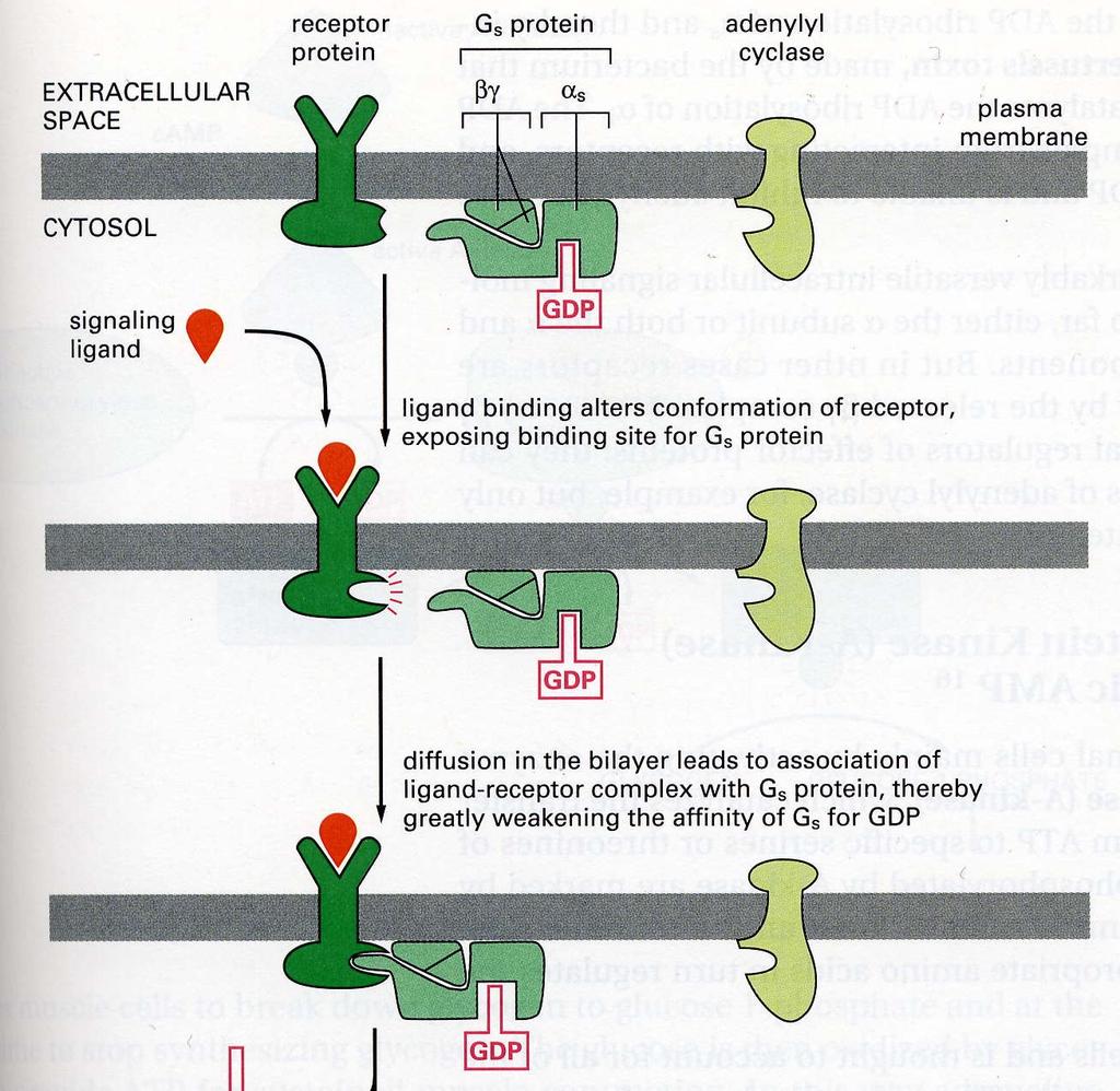 Il ciclo delle proteine G La proteina G Famiglia di proteine