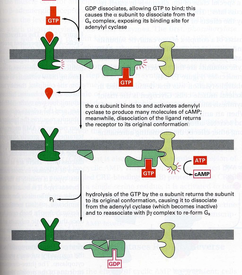 Il ciclo delle proteine G La durata del segnale indotto dall attivazione del GPCR