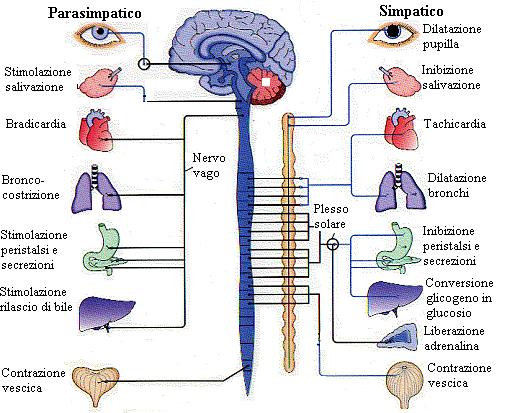 Le basi anatomiche del sistema nervoso autonomo