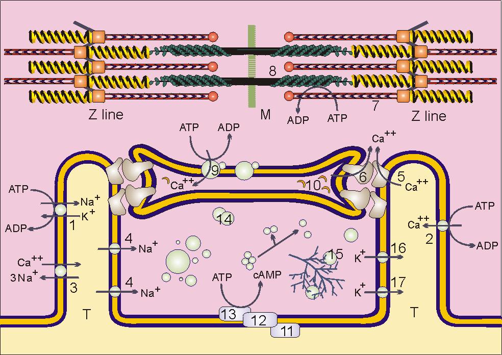 Omeostasi del Ca2+ intracellulare POMPE AL CALCIO Ca2+ATPASI DI MEMBRANA Alta affinità ma bassa capacita per lo ione Ca2+ SERCA TRASPORTATORI AL Ca2+ SCAMBIATORE Na+/Ca2+ L'entità e la direzione del