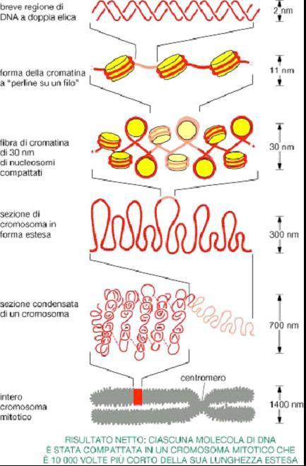 correlata al