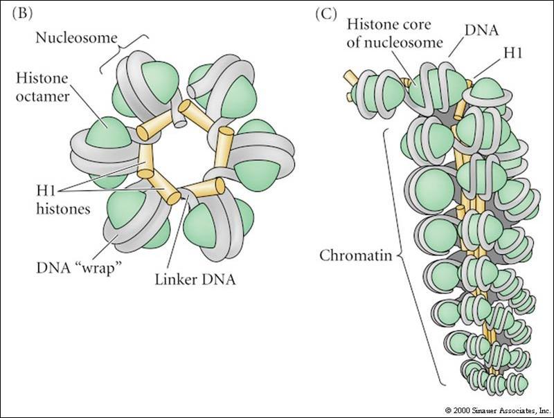 Nucleosomi: Unità Fondamentale