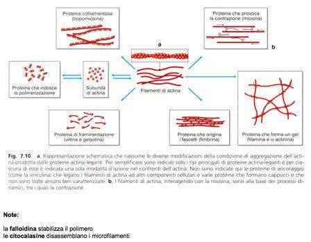 1. Actina e Microfilamenti Principali proteine associate (ancillari) Filamina: